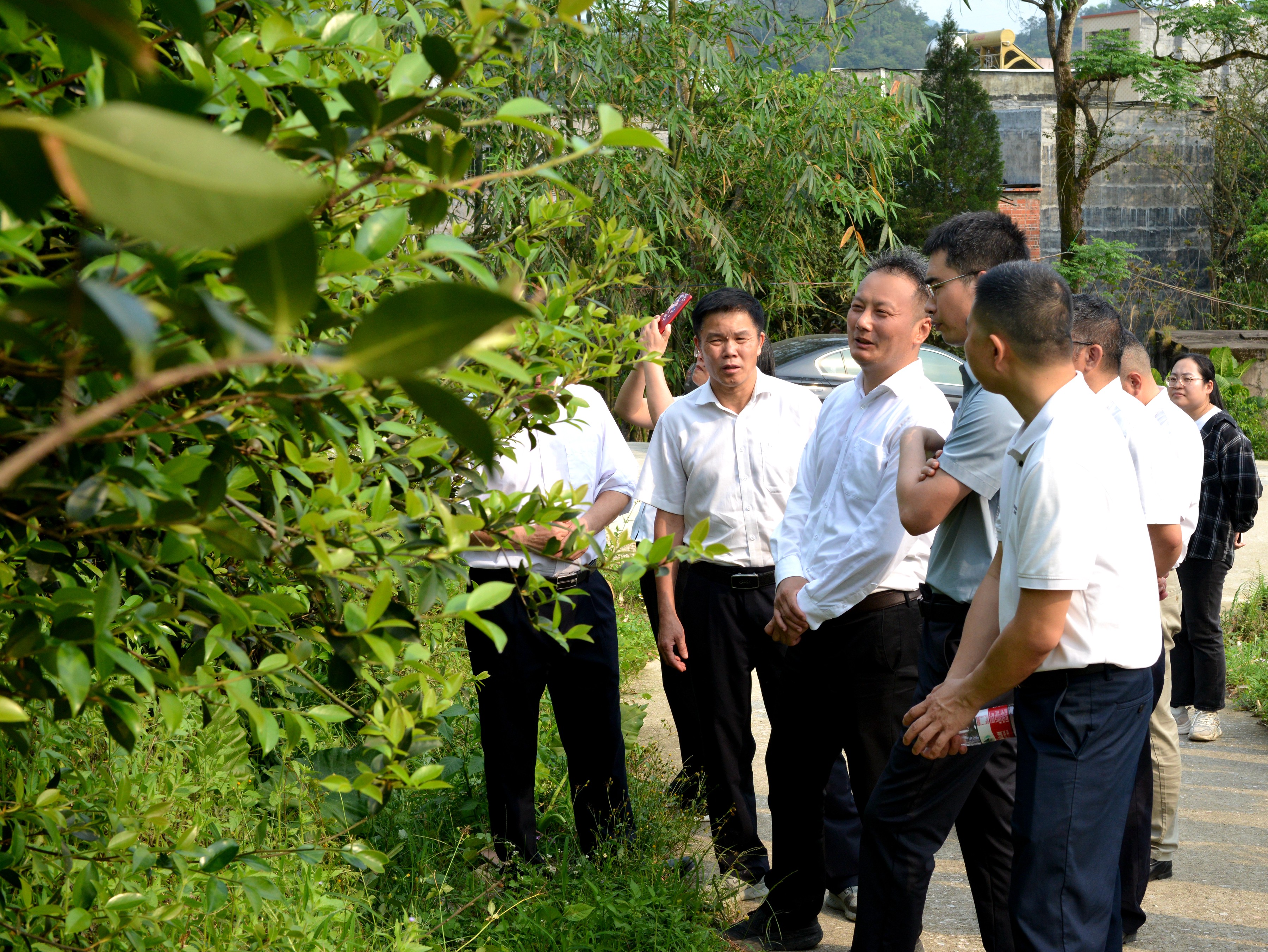 武岳彪考察合水鎮(zhèn)油茶加工基地2.JPG
